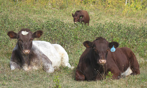 Commercial calves