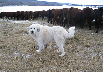 Alpo at Birdtail Shorthorns