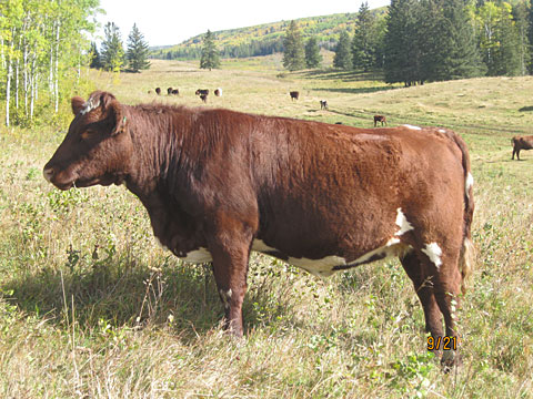 Pasture scene at Birdtail Shorthorns