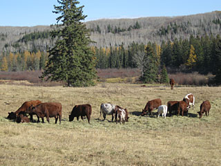 Pasture scene at Birdtail Shorthorns